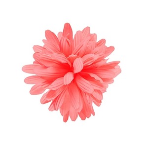 Kvet na riaditka Dahlia pink